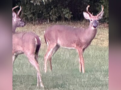 DEER AS FAMILY IN RESIDENTIAL BLACKSTONE
