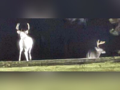 Late Night Visitors