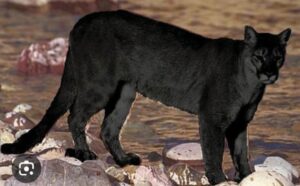 WATCHED IT TWICE Tori LaVelle (left) said she saw a dark-colored cougar Saturday night while driving down Cottage Road north of Blackstone. The photo above is one she found on the internet and said it closely resembles what she saw. Tori said she was so convinced that it was a mountain lion, she turned her car around and watched it a second time