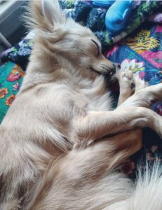 Pet Recovers This is a photo on Facebook posted of “Lilly,” whose owner was arrested after the Tunstall Avenue dog became ill after apparently ingesting methamphetamine or meth. Lt. Tony Mayton said the dog is doing well. Her owner is facing meth possession and animal cruelty charges.